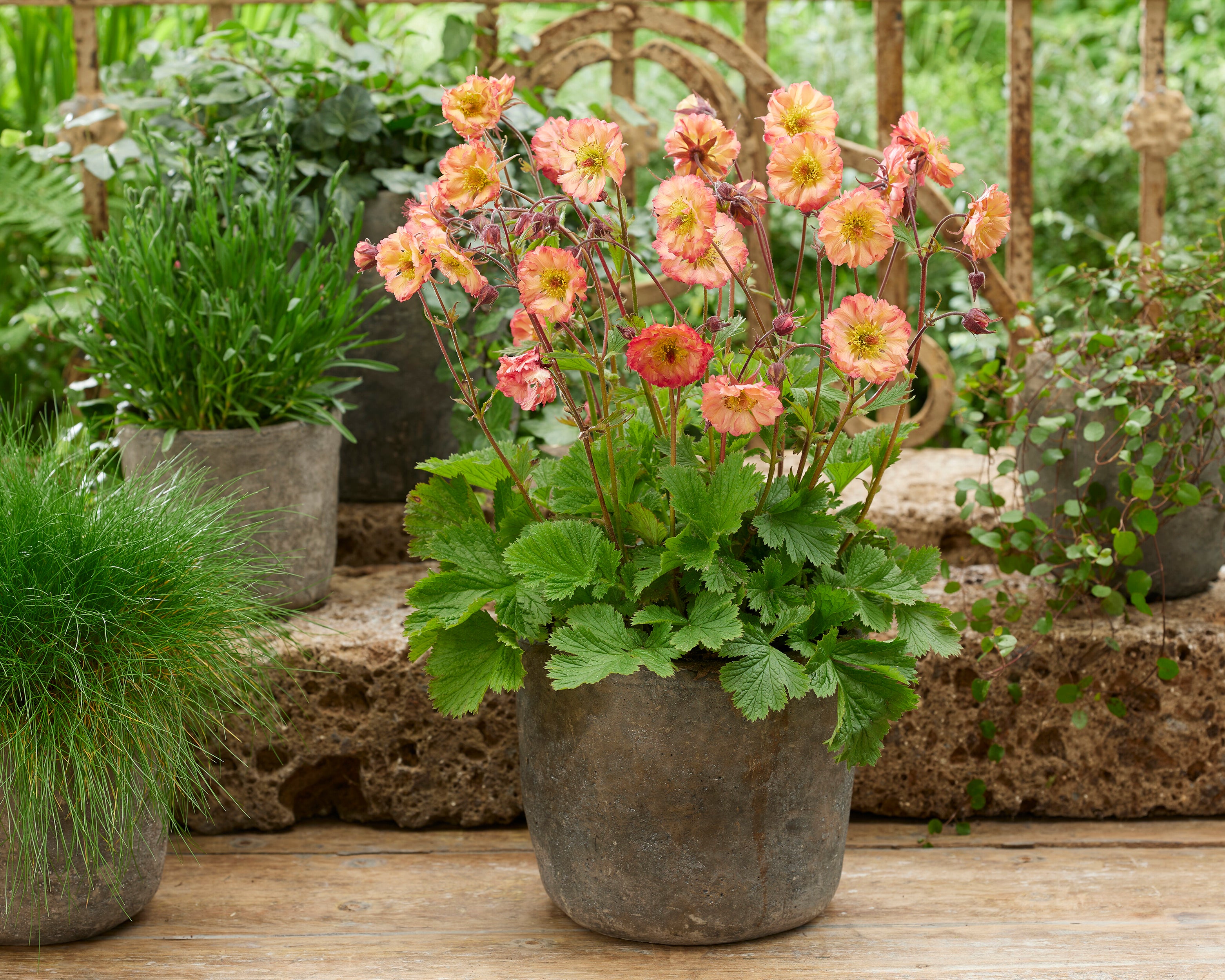 Geum 'Jam Roly-Poly' (Dessert Series) bare roots | Buy avens online at ...