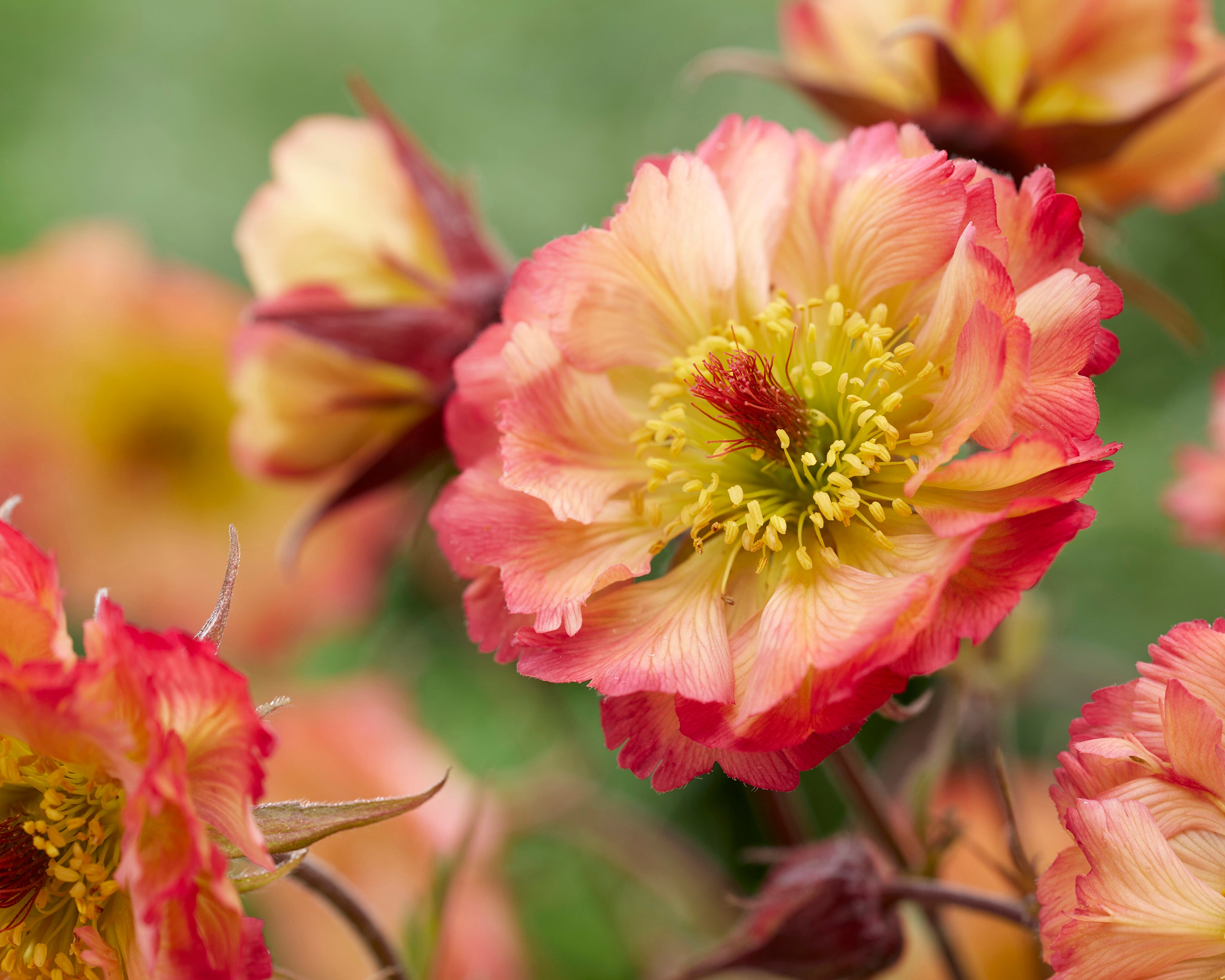 Geum Roly Poly Geum 'Jam Roly-Poly' (Dessert Series) bare roots — Buy avens online at ...