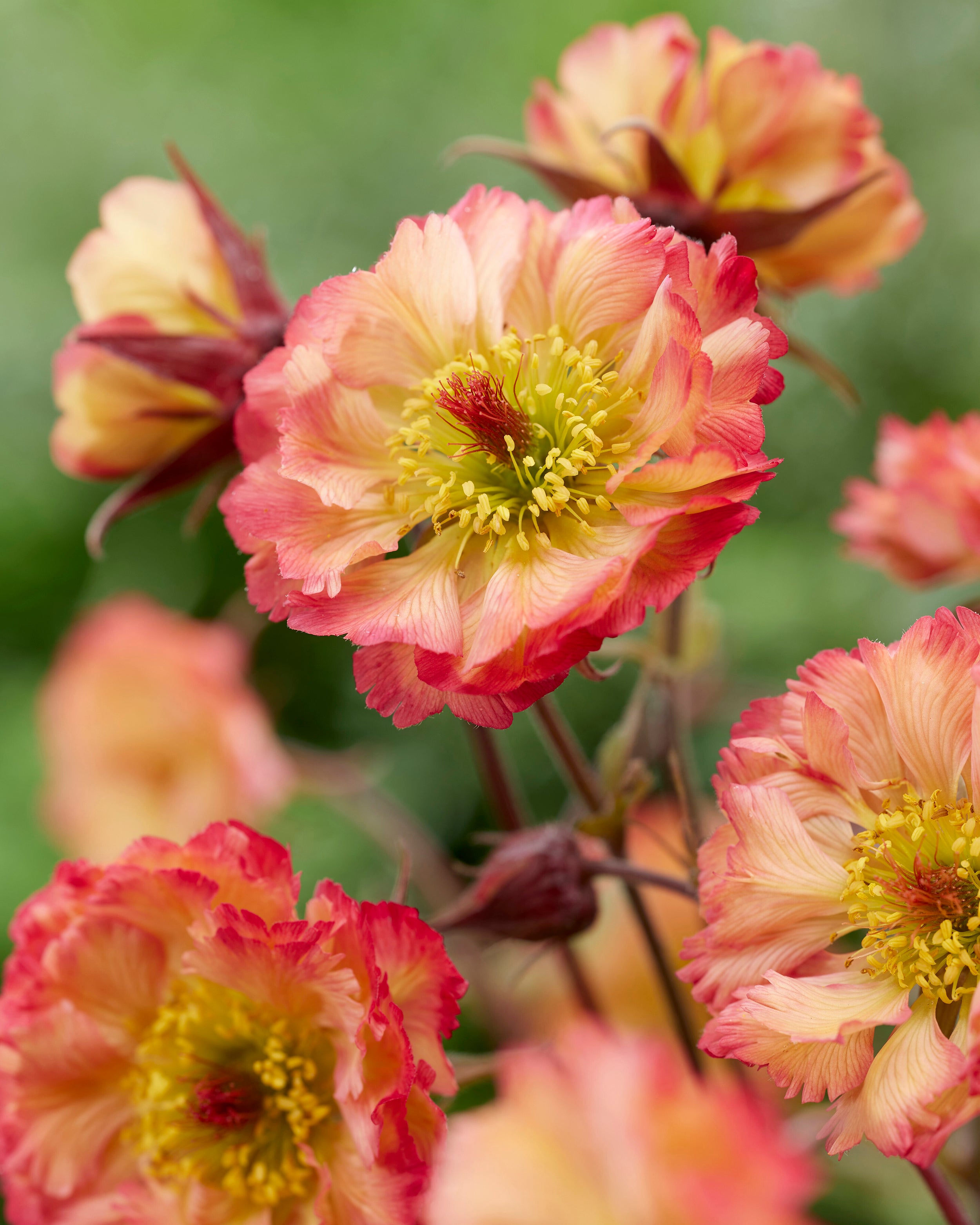 Geum Roly Poly Geum 'Jam Roly-Poly' (Dessert Series) bare roots | Buy avens online at ...