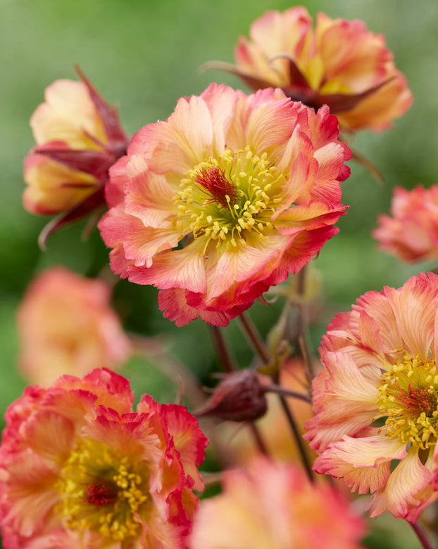 Geum 'Jam Roly-Poly'