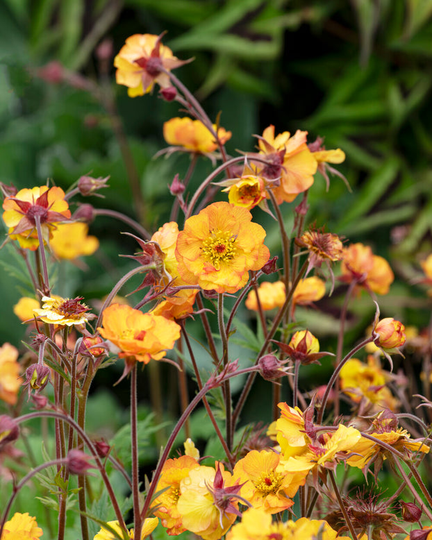 Geum 'Mango Lassi'