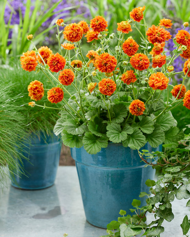 Geum 'Orange Pumpkin'