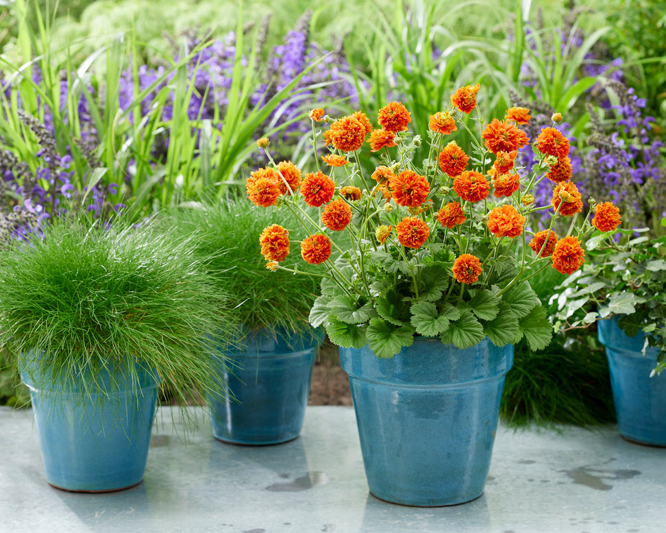 Geum 'Orange Pumpkin'