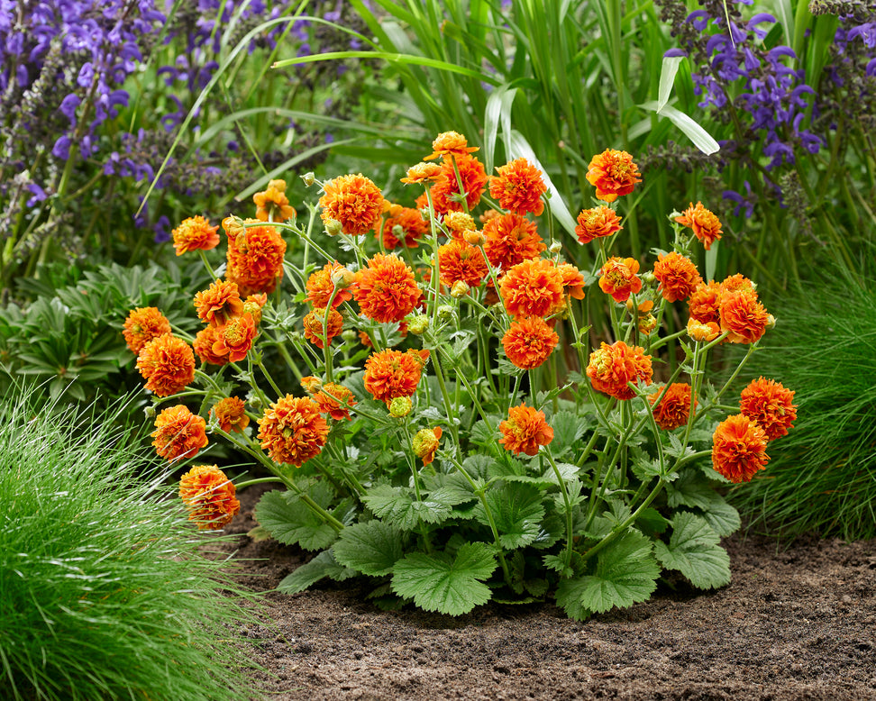 Geum 'Orange Pumpkin'