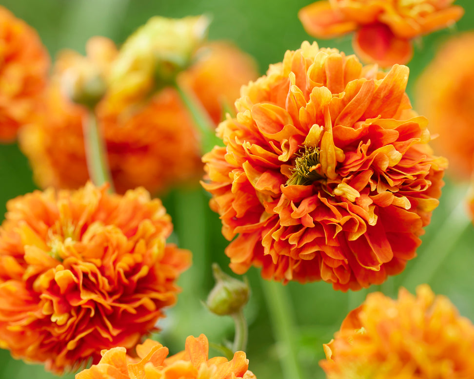 Geum 'Orange Pumpkin'