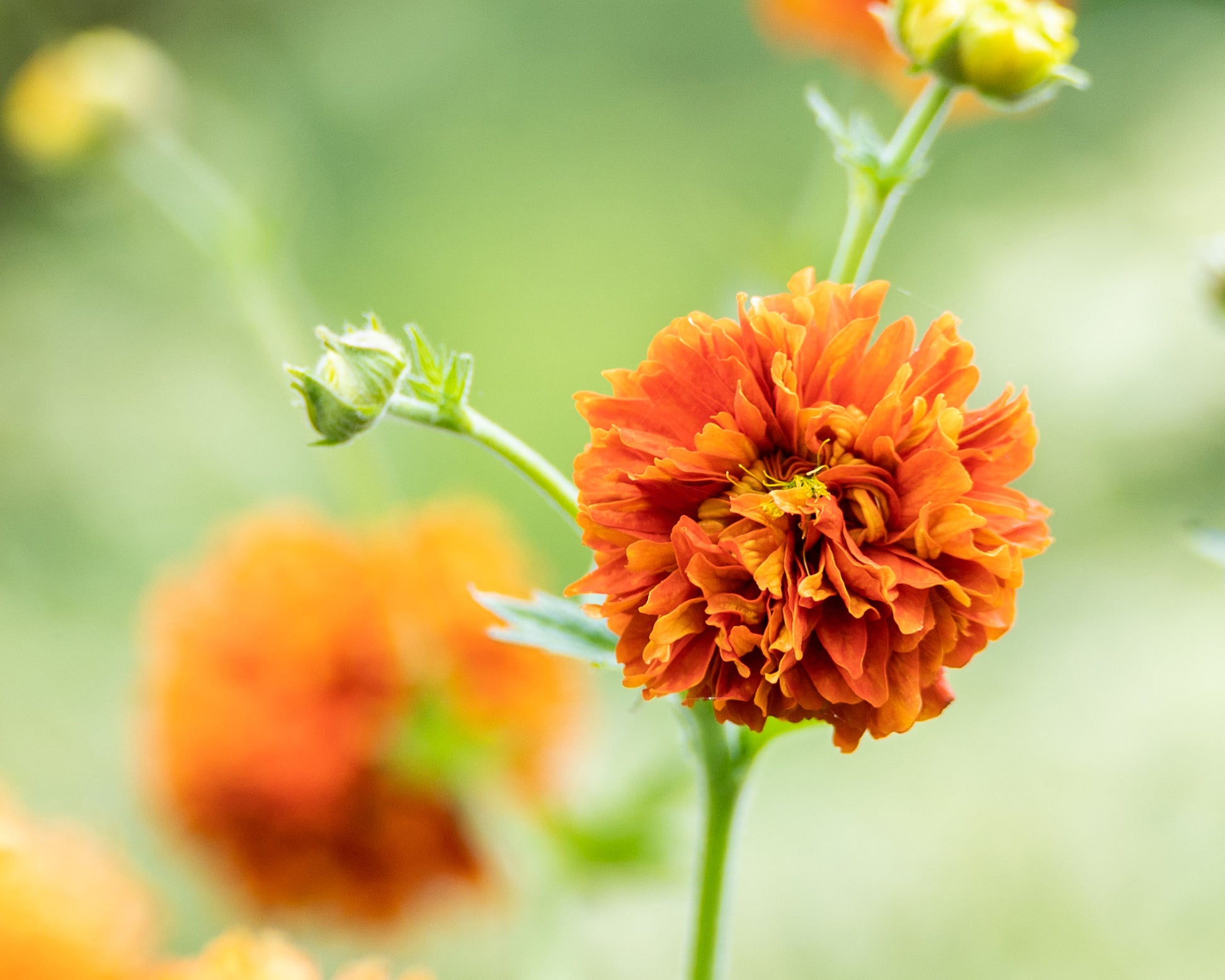Geum 'Orange Pumpkin' bare roots | Buy double-flowered, ruffled orange ...