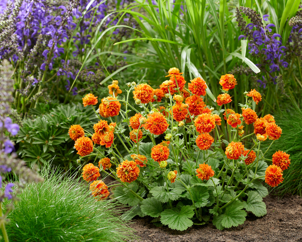 Geum 'Orange Pumpkin'