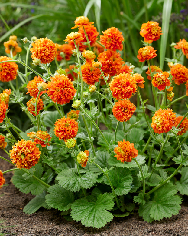 Geum 'Orange Pumpkin'