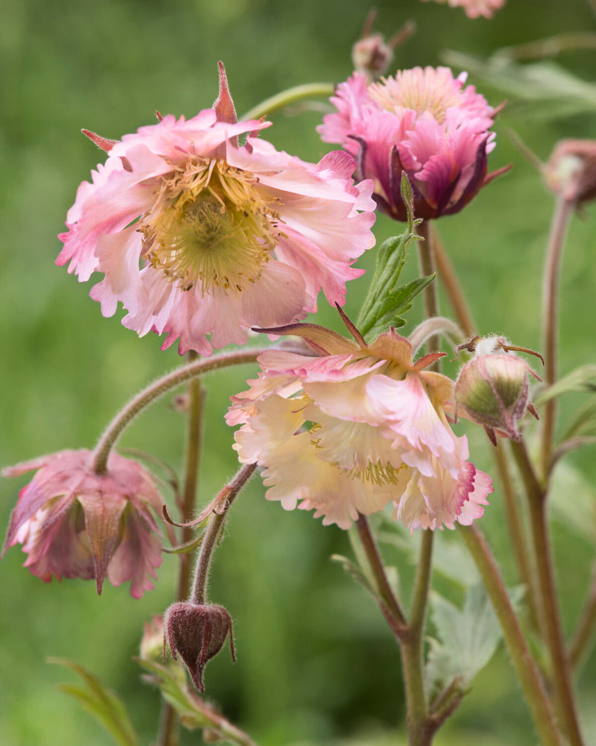  Geum 'Pink Fluffy' 