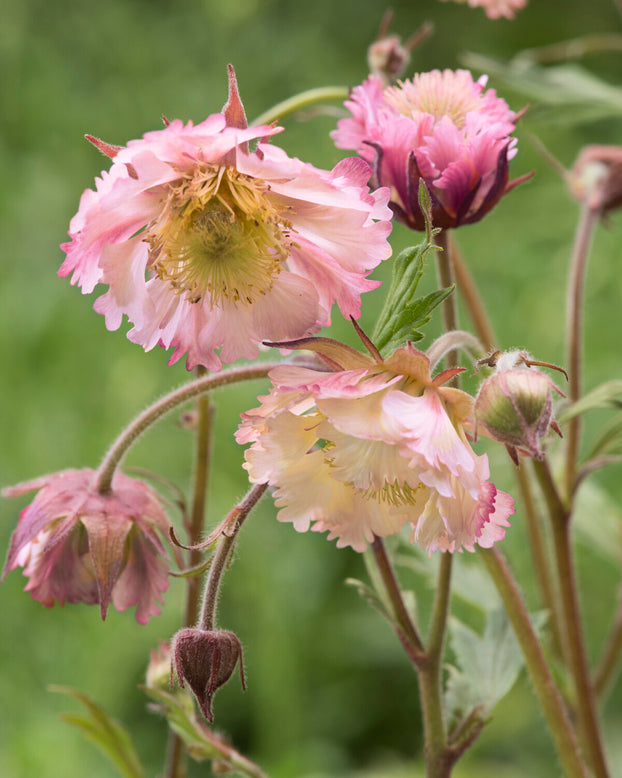 Geum 'Pink Fluffy'