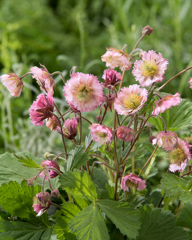 Geum 'Pink Fluffy'