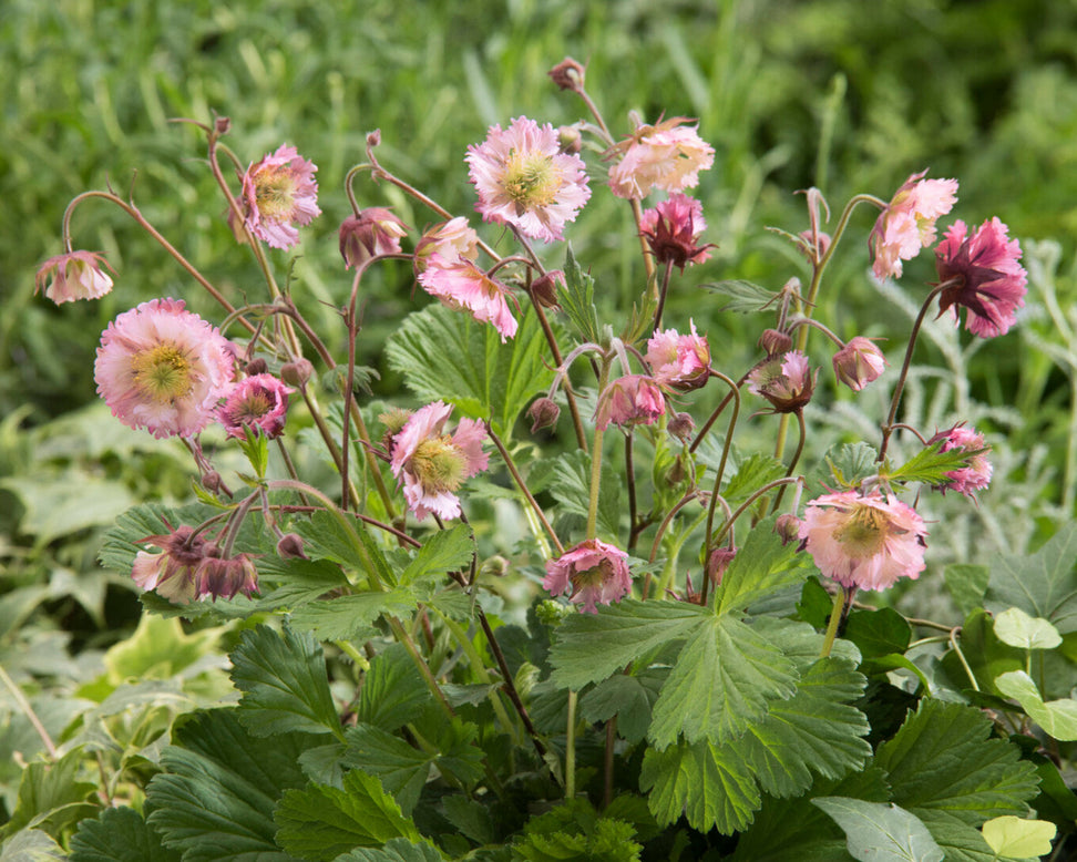 Geum 'Pink Fluffy'