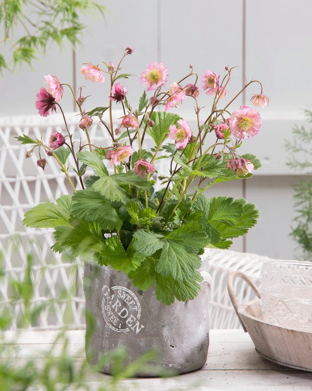 Geum 'Pink Fluffy'