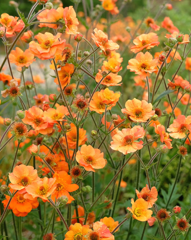 Geum 'Prinses Juliana'