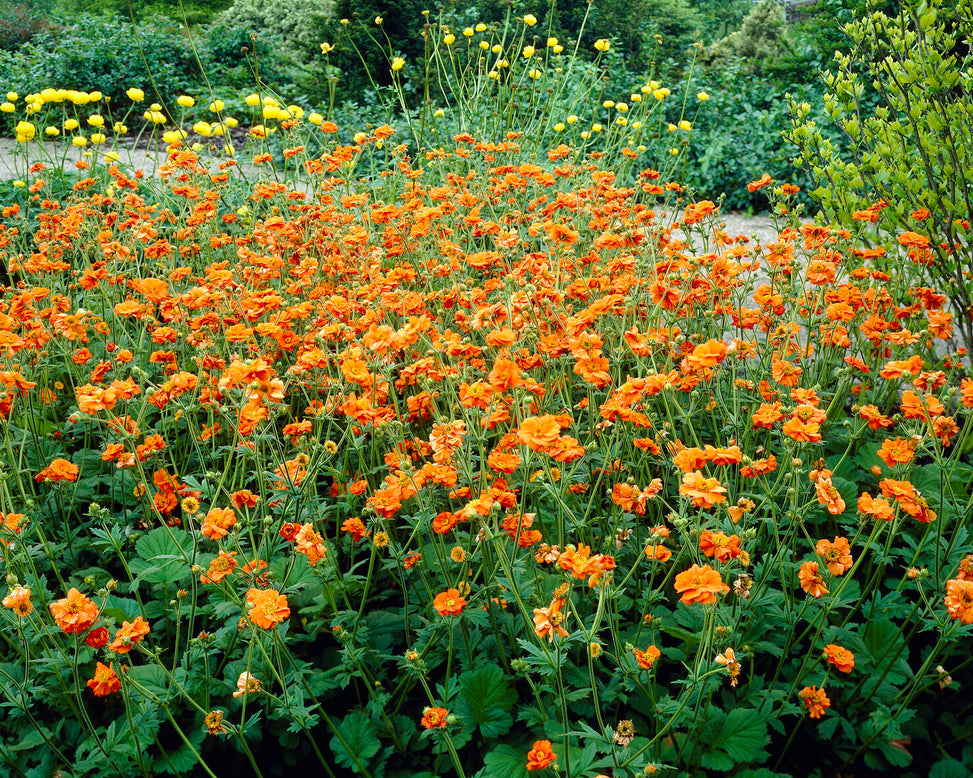 Geum 'Prinses Juliana'