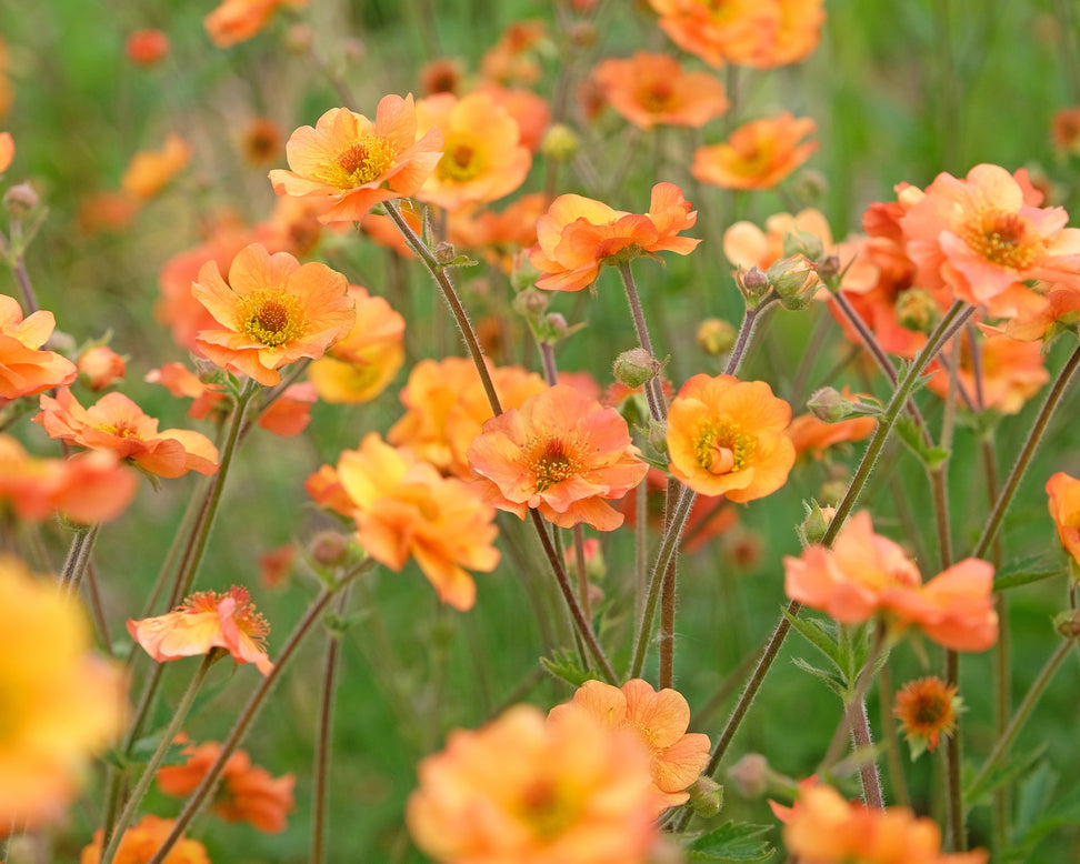 Geum 'Prinses Juliana'