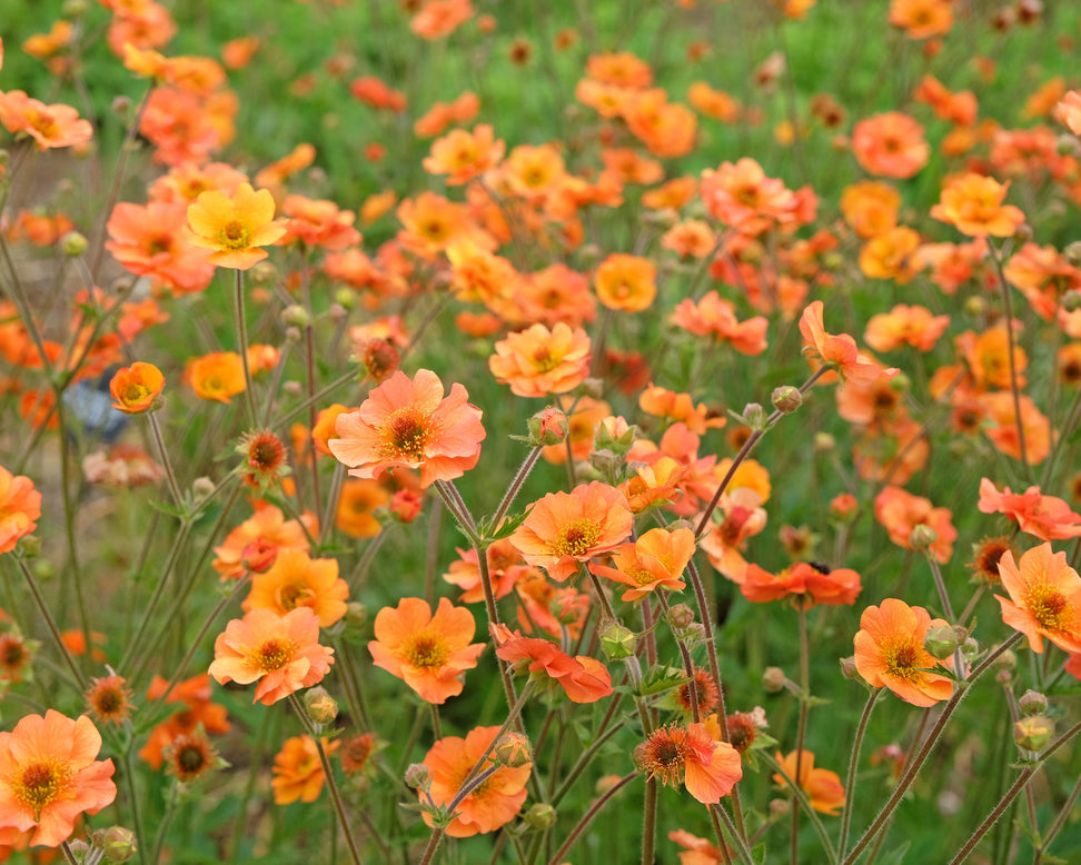 Geum 'Prinses Juliana'