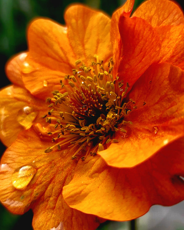 Geum 'Prinses Juliana'