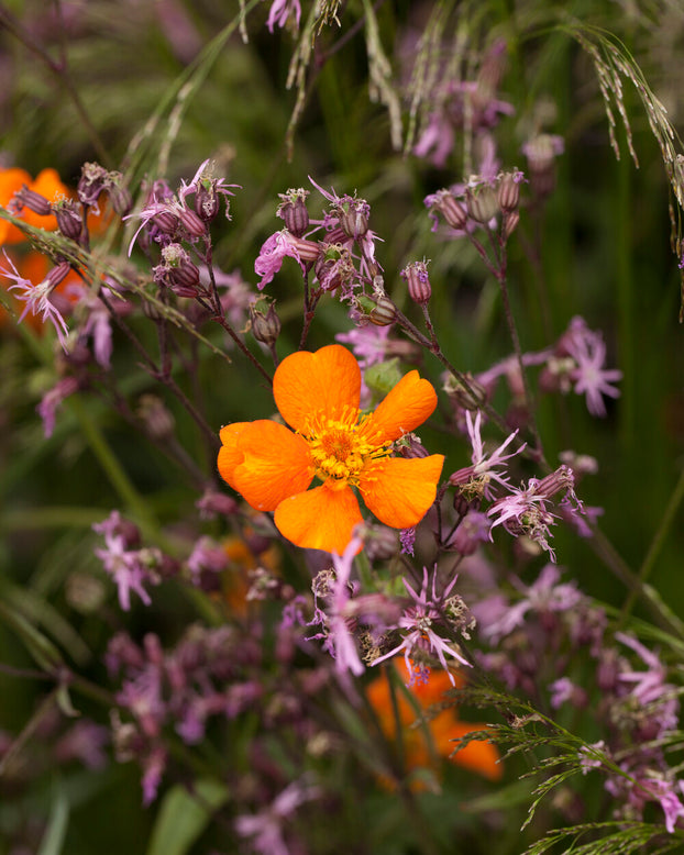 Geum 'Prinses Juliana'