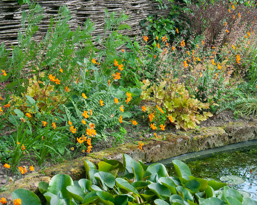 Geum 'Prinses Juliana'