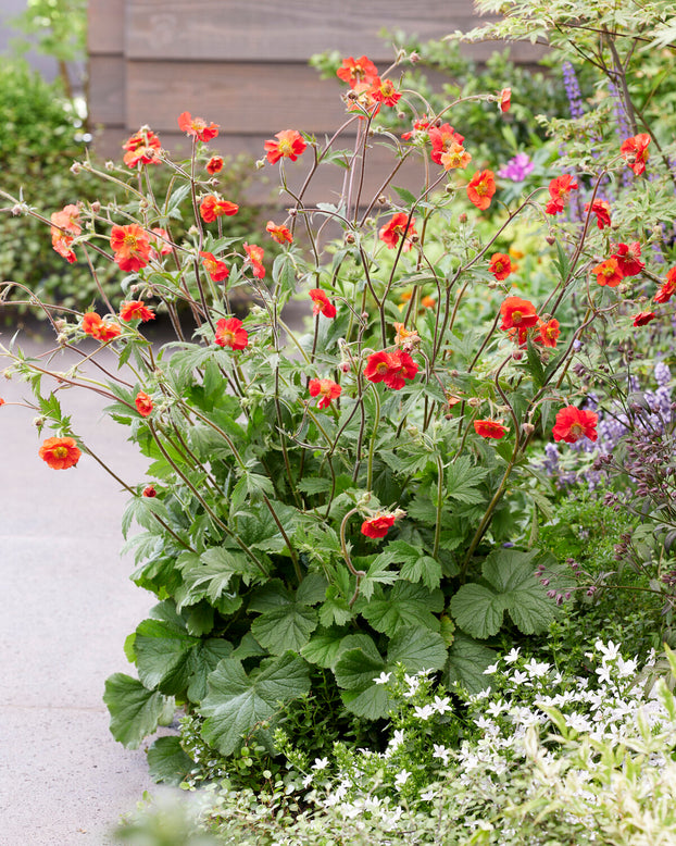 Geum 'Sangria'