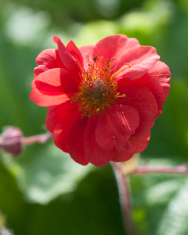 Geum 'Sangria'