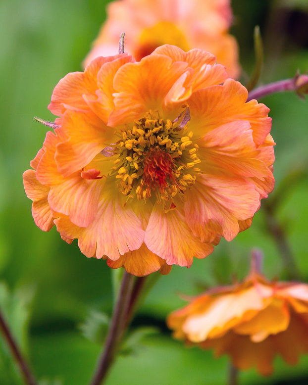 Geum 'Tim's Tangerine'