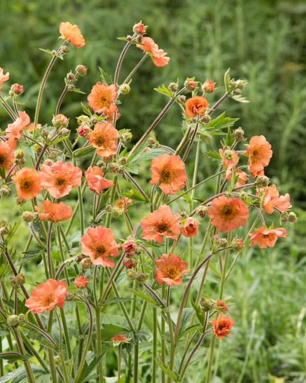 Geum 'Tim's Tangerine'