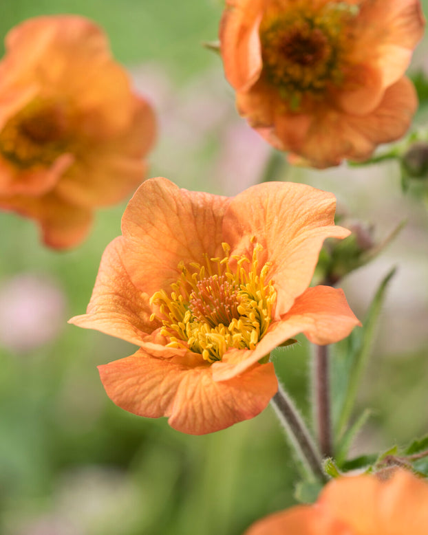 Geum 'Tim's Tangerine'