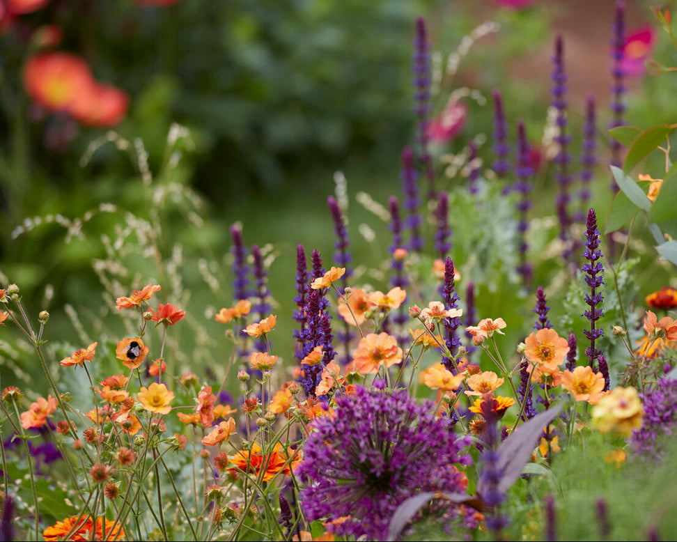 Geum 'Tim's Tangerine'