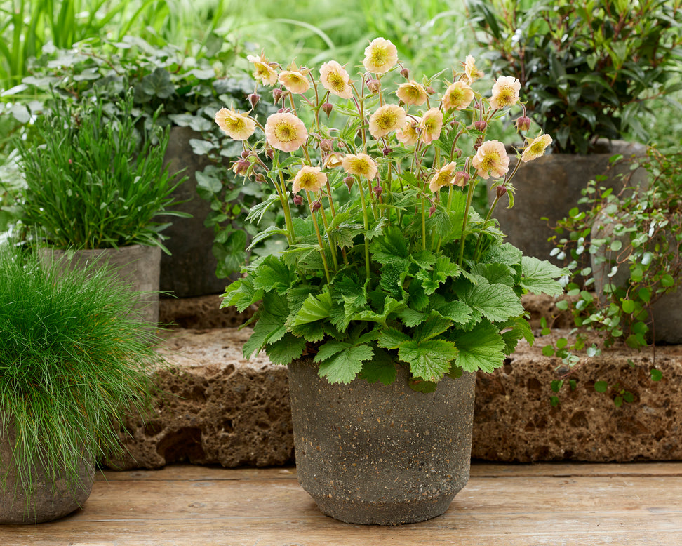 Geum 'Victoria Sponge'