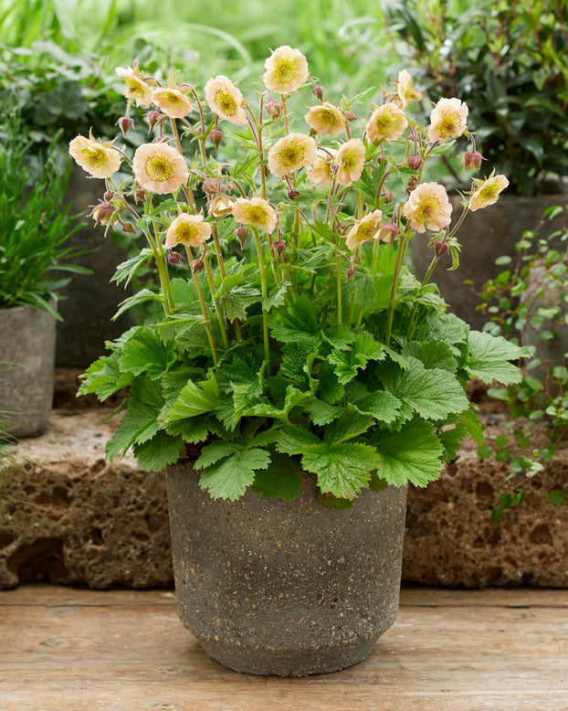 Geum 'Victoria Sponge'