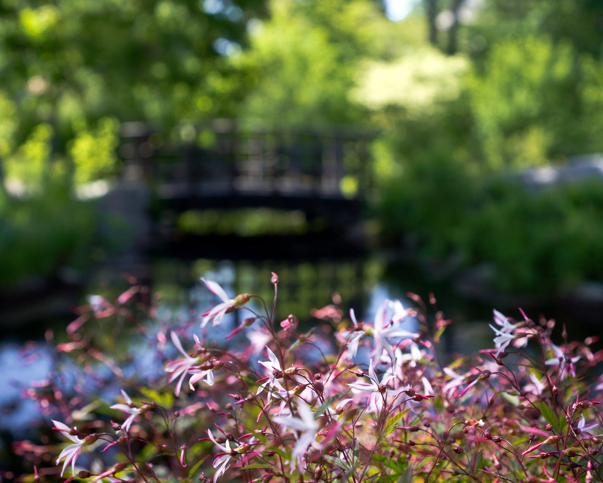 Gillenia trifoliata (Bowman's root) bare roots — Buy online at Farmer ...