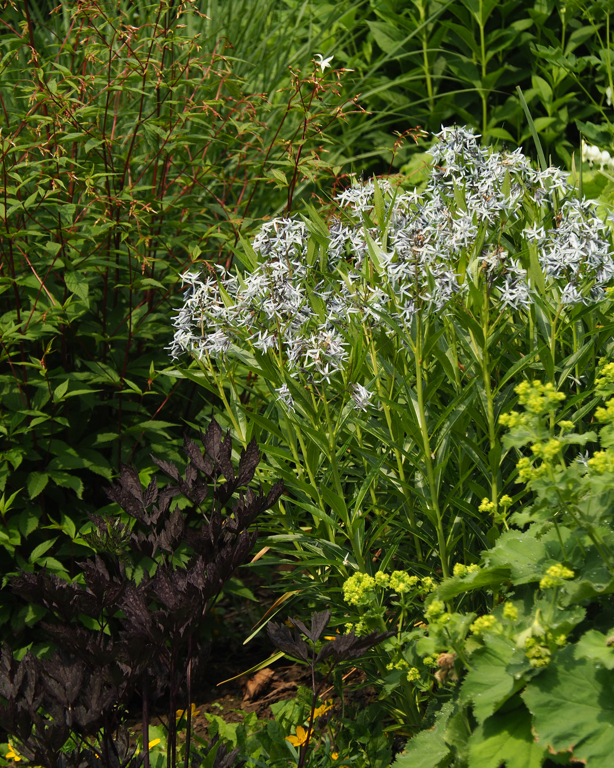 Gillenia trifoliata (Bowman's root) bare roots — Buy online at Farmer ...