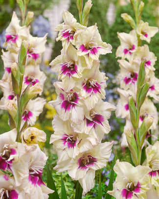 Gladiolus 'Amber Mistique'