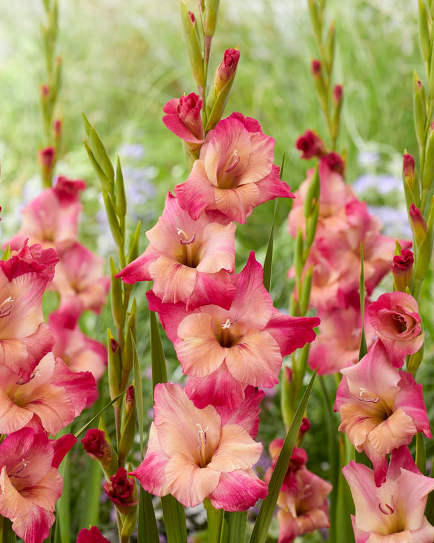 Gladiolus 'Apricot Bubblegum'