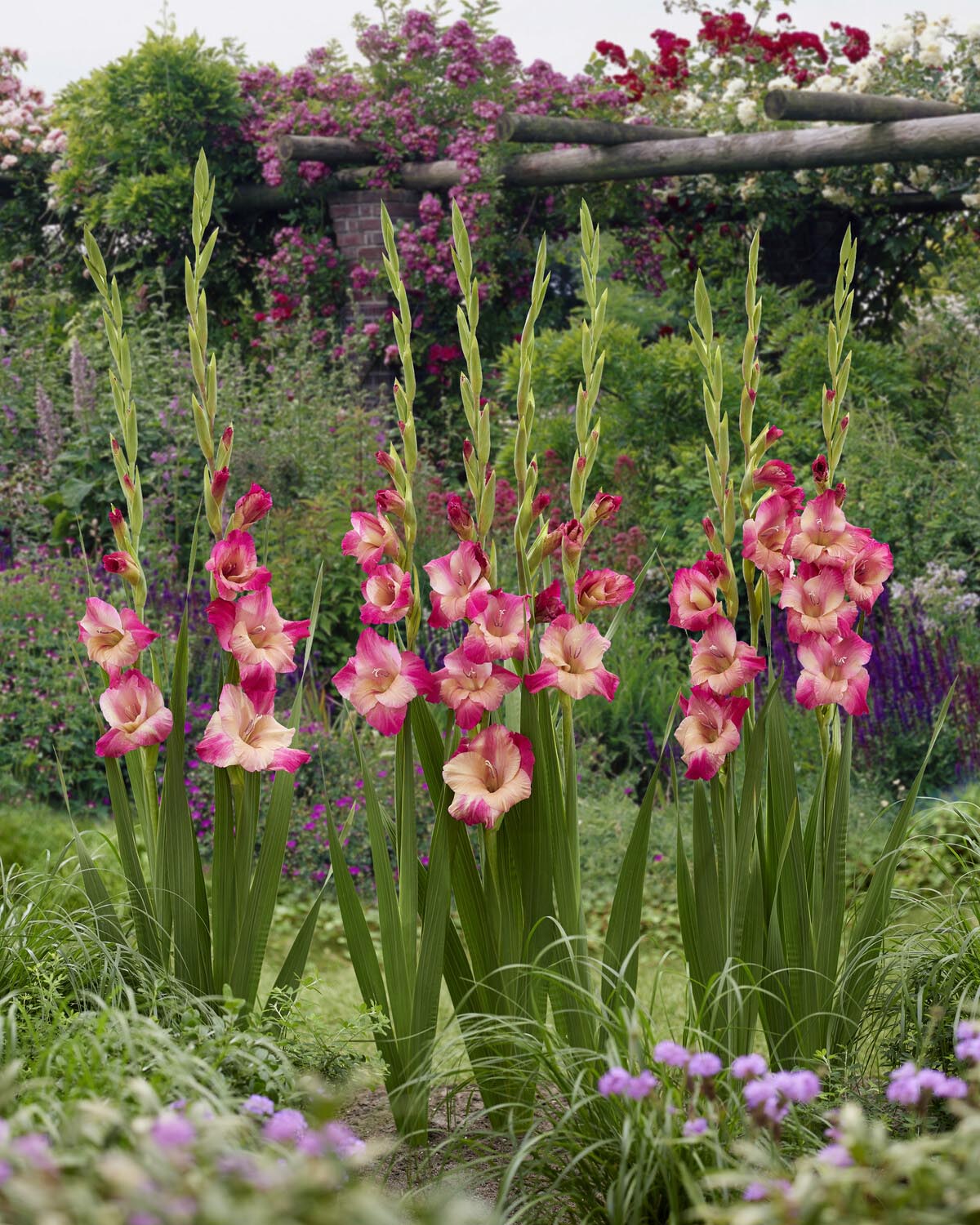 Gladiolus 'Apricot Bubblegum' bulbs/corms — Buy online at Farmer Gracy UK