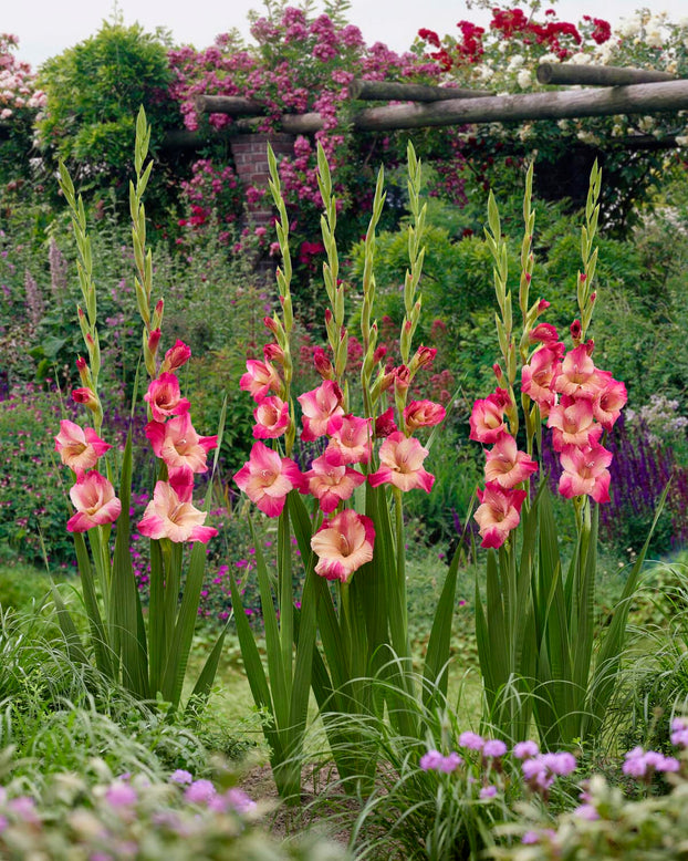 Gladiolus 'Apricot Bubblegum'