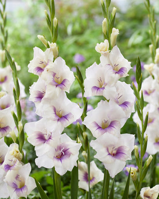 Gladiolus 'Aviol'