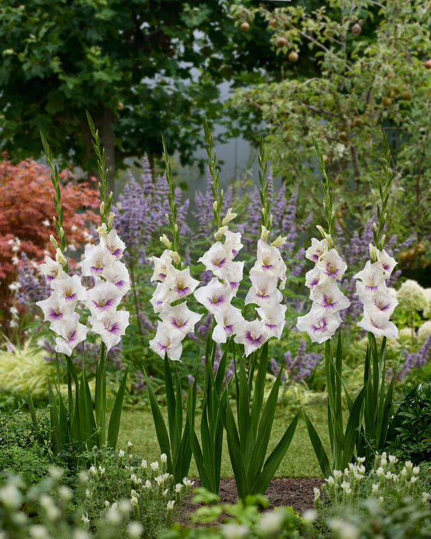 Gladiolus 'Aviol'