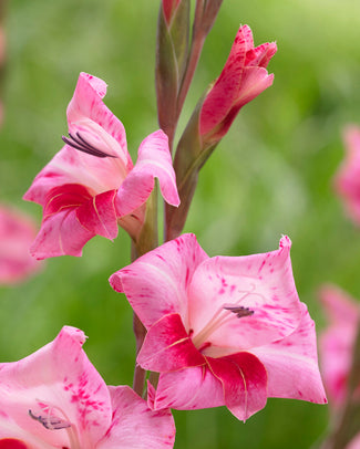 Gladiolus 'Bibi'