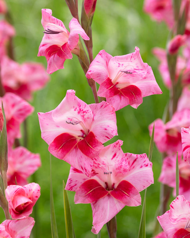 Gladiolus 'Bibi'