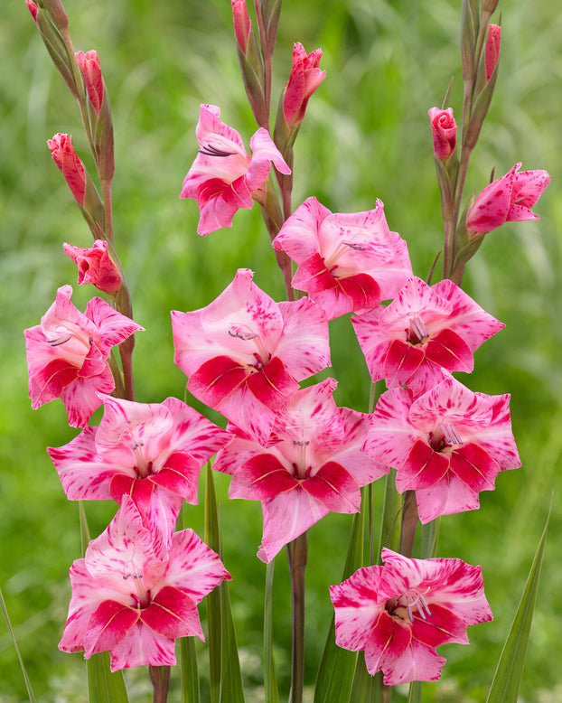 Gladiolus 'Bibi'