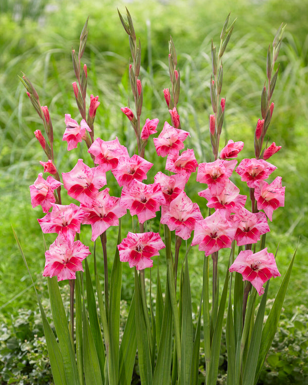 Gladiolus 'Bibi'