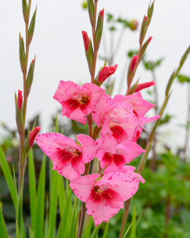 Gladiolus 'Bibi'