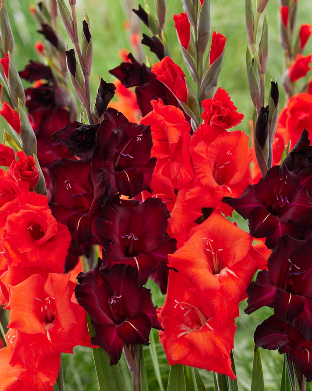 Gladiolus 'Black Surprise'