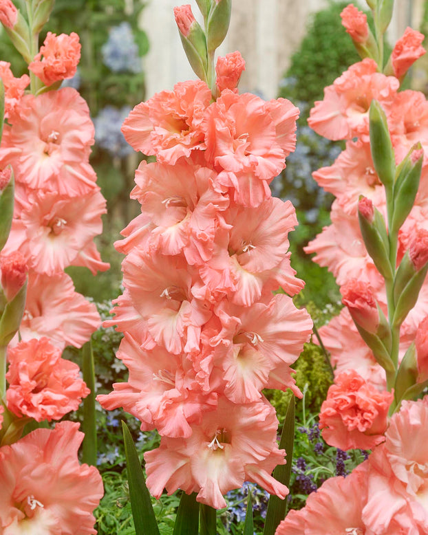 Gladiolus 'Blushed Look'