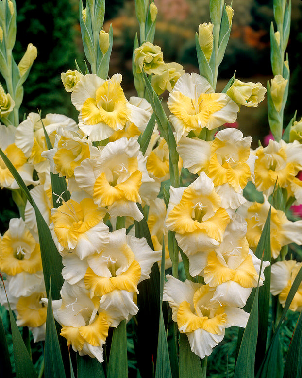 Gladiolus 'Buggy'