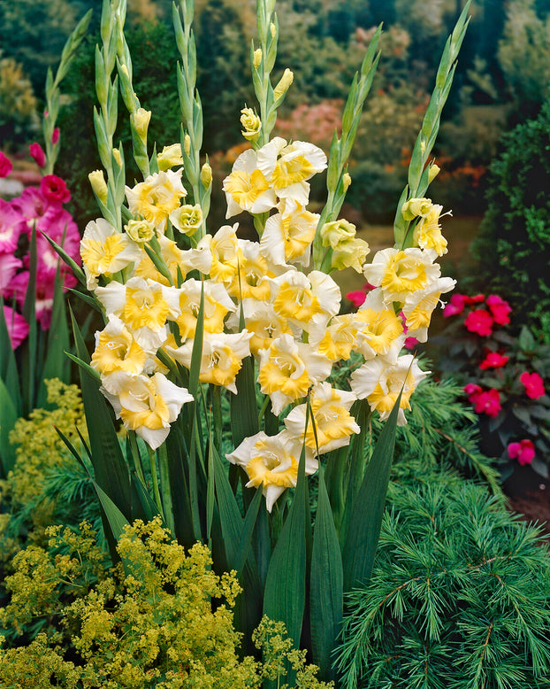 Gladiolus 'Buggy'