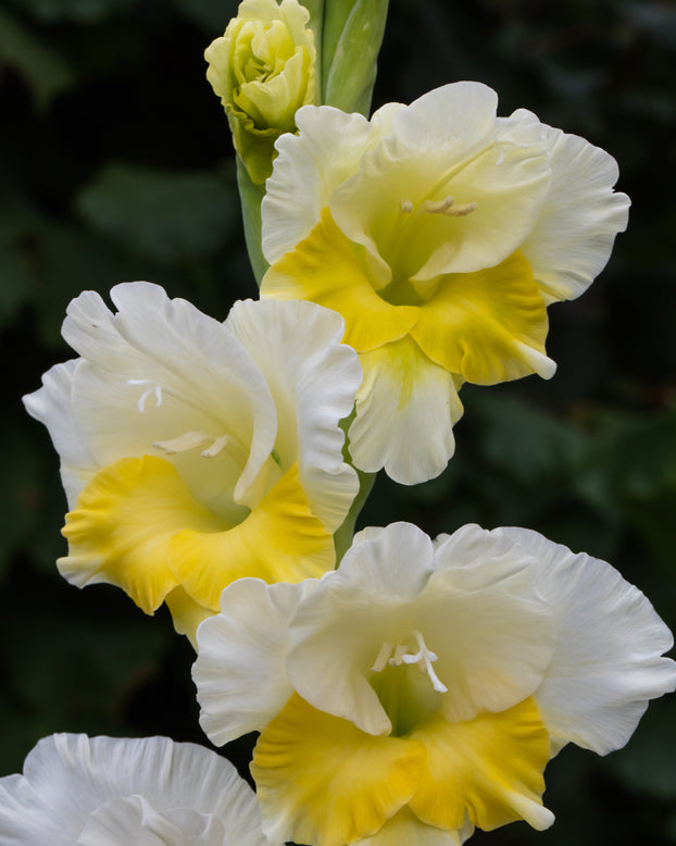 Gladiolus 'Buggy'